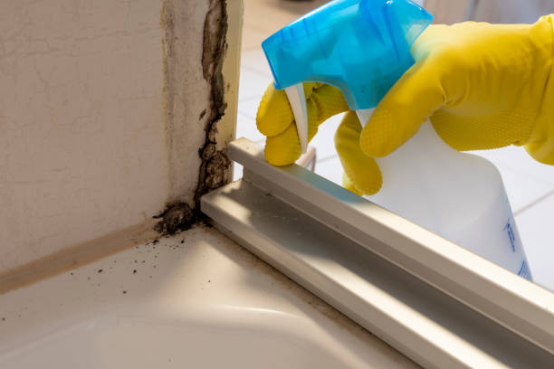 Best Toxic Mold Removal  in Willard, OH
