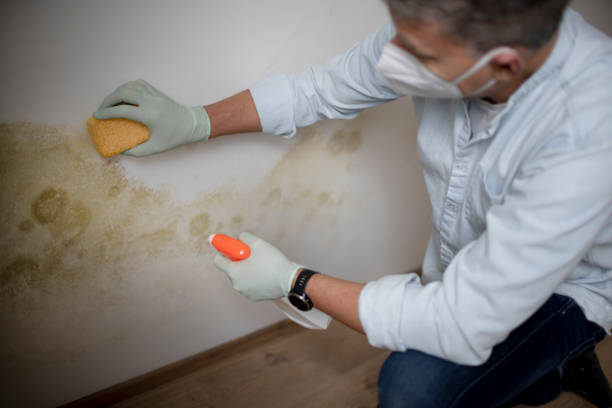 Best Commercial Mold Removal  in Willard, OH