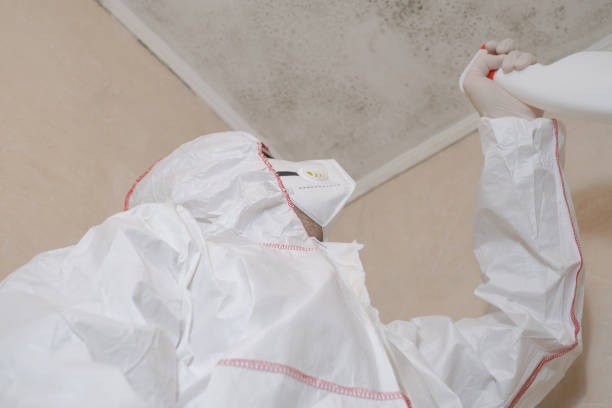 Office Mold Removal Services in Willard, OH