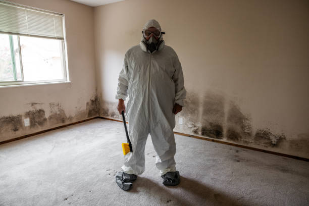 Best Fast Mold Removal  in Willard, OH