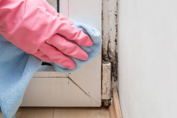Trusted Willard, OH Mold Removal Experts